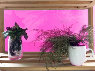 plants senior 2017 copy