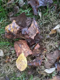 leaves