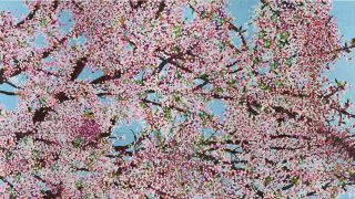 CB_The20Triumph20of20Death20Blossom202019
