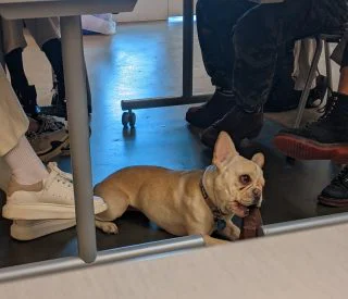 dogundertable