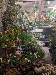 flowers
