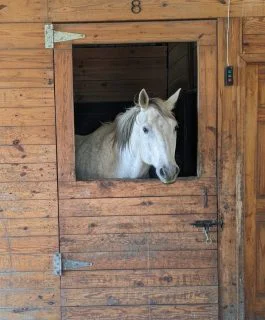 horse